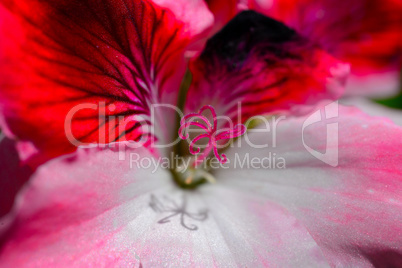 abstrakter Blumen Hintergrund rosa