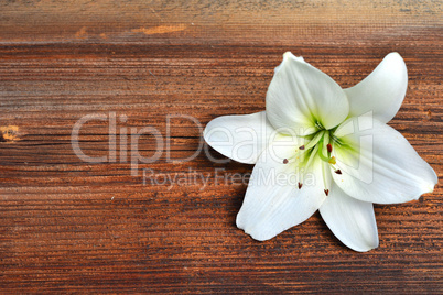 Blumen auf  Holz Hintergrund Lilie