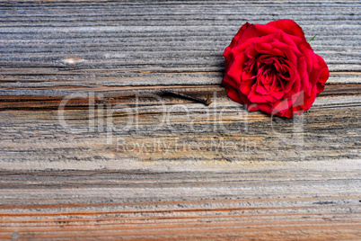 rote Rose auf  Holz Hintergrund