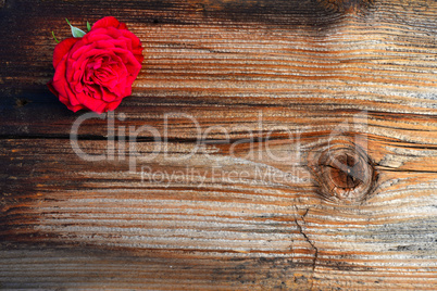 rote Rose  auf  Holz Hintergrund