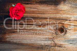 rote Rose  auf  Holz Hintergrund
