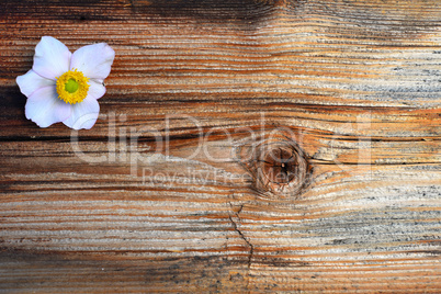 Blumen auf  Holz Hintergrund