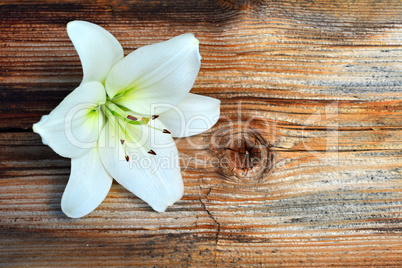 Blumen auf  Holz Hintergrund