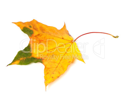 Autumn yellowed maple leaf