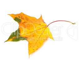 Autumn yellowed maple leaf