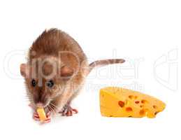 Fancy rat (Rattus norvegicus) eating cheese