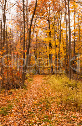 Path into forest covered by autumn leaves