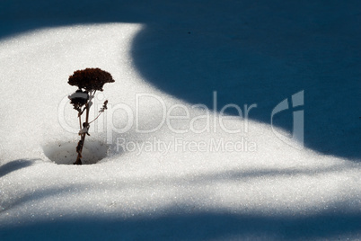 Single dry plant in white snow near shadows