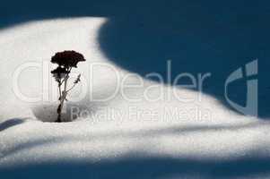 Single dry plant in white snow near shadows