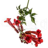 Trumpet flowers, lat. Campsis, isolated on white background