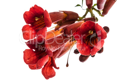 Trumpet flowers, lat. Campsis, isolated on white background