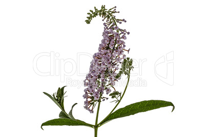 Flowers of Buddleja, lat. Buddleja davidii, isolated on white ba