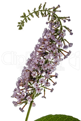 Flowers of Buddleja, lat. Buddleja davidii, isolated on white ba