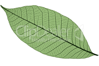 Silhouette of green cherry leaf, isolated on white background