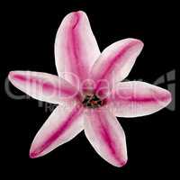 Flower of pink hyacinth, isolated  on black background