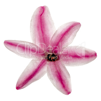Flower of pink hyacinth, isolated  on white background