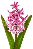 Flower of pink hyacinth, isolated  on white background