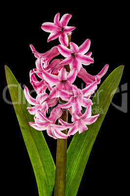 Flower of pink hyacinth, isolated on black background
