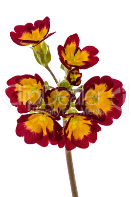 Flowers of primrose, isolated on white background