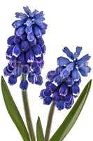 Flowers of muscari, isolated on white background