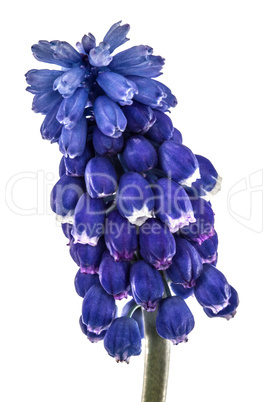 Flowers of muscari, isolated on white background