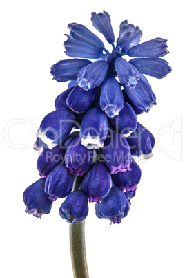 Flowers of muscari, isolated on white background