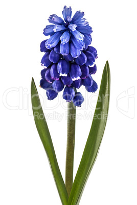 Flowers of muscari, isolated on white background