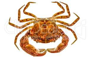 Cooked crab, isolated on white background
