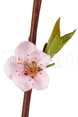 Peach blossom, isolated on white background