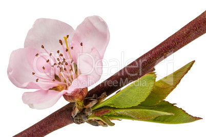 Peach blossom, isolated on white background