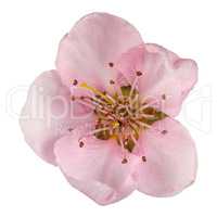 Peach blossom, isolated on white background