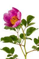 Pink peony flower, isolated on white background
