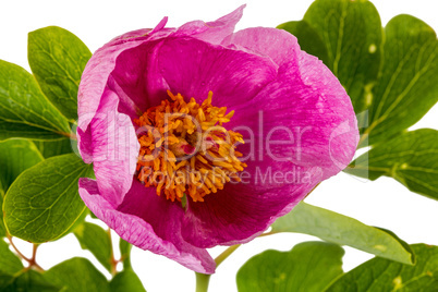 Pink peony flower, isolated on white background