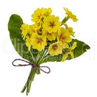Bouquet of yellow primroses, isolated on white background
