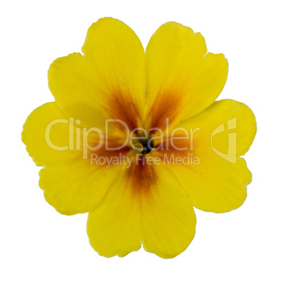 Flower of yellow primrose, isolated on white background