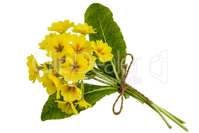 Bouquet of yellow primroses, isolated on white background