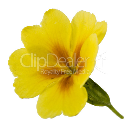Flower of yellow primrose, isolated on white background