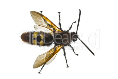 Scolia flavifrons (lat. Scoliidae), isolated on white background