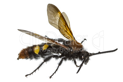 Scolia flavifrons (lat. Scoliidae), isolated on white background