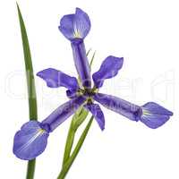 Iris flowers, isolated on white