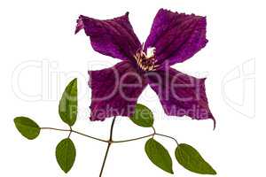 Clematis flowers, isolated on white background