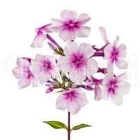 Flowers of phlox, isolated on white background