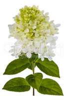 Flowers of Hydrangea  isolated on a white background