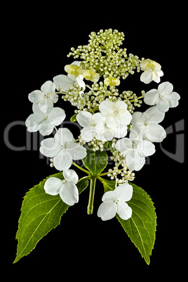 Flowers of hydrangea, isolated on black background