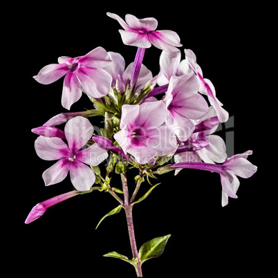 Flowers of phlox, isolated on a black background