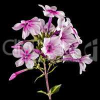 Flowers of phlox, isolated on a black background