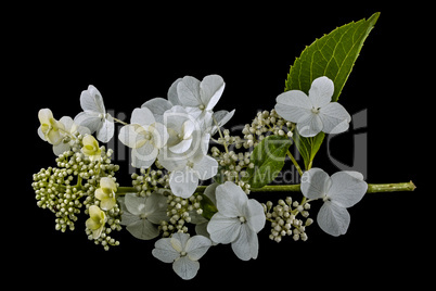 Flowers of hydrangea, isolated on black background