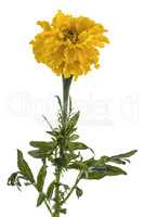 Flower of marigold, lat.Tagetes, isolated on white background