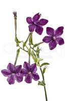 Flowers of tobacco scented, lat.Nicotiana, isolated on white bac