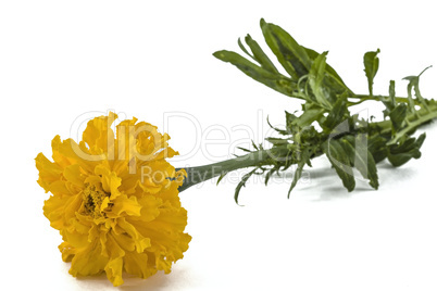 Flower of marigold, lat.Tagetes, isolated on white background